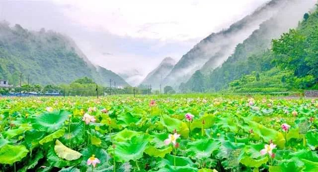 隘口镇荷花 秀山县委宣传部供图