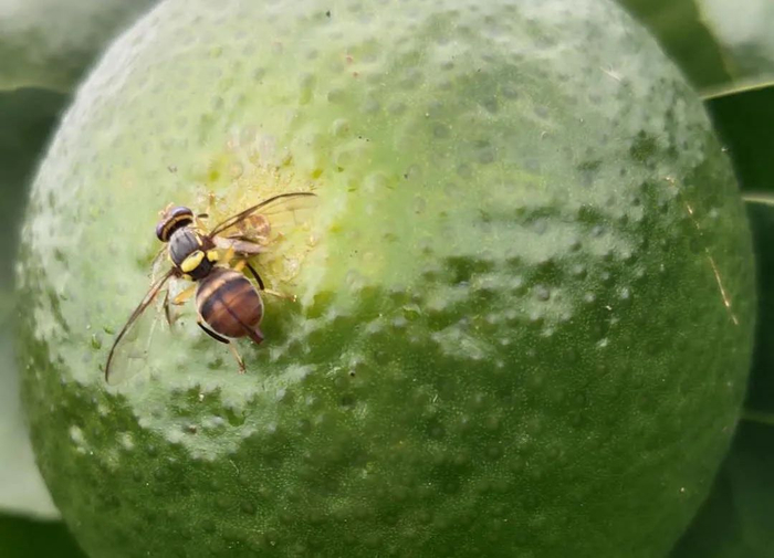 像蜜蜂一样虫子打死会爆紫色的液体是什么虫子?