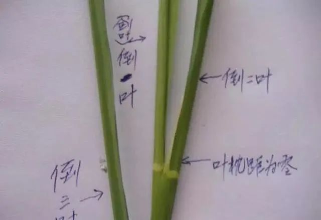 水稻破口药如何喷？破口前5-7天怎么定？记住1个技巧简单易懂|水稻|叶枕|稻瘟病|芸苔素|卷叶虫_新浪新闻