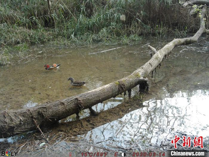 今年3月上旬，一对进入繁殖期的野生鸳鸯出现在广东车八岭国家级自然保护区红外相机录制的影像中。广东车八岭国家级自然保护区 供图