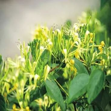 山银花 秀山县委宣传部供图