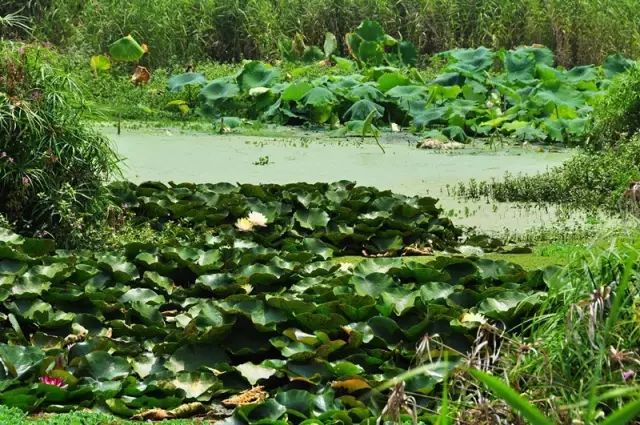 图片来源：昆明西山发布