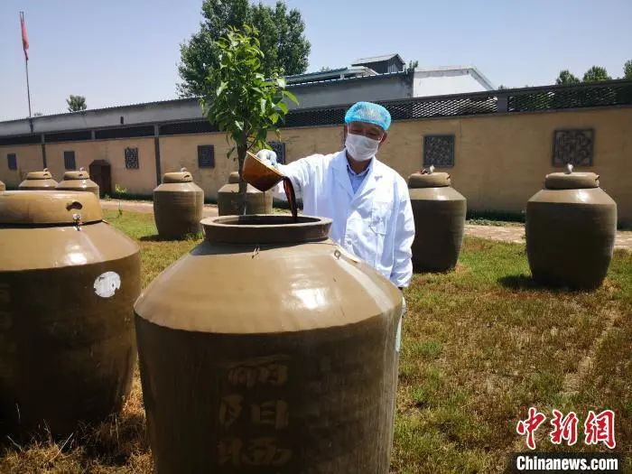 图为酿醋手艺人在查看醋坛中的晒醋。李洋 摄