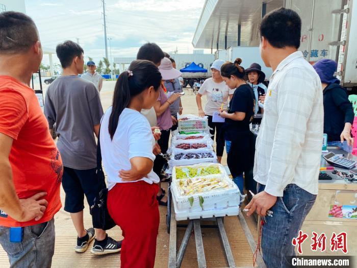 顾客咨询葡萄批发价格。凌楠 摄