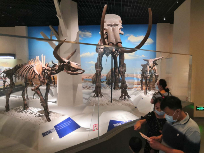 边参观边答题，成为北京自然博物馆夜场主旋律