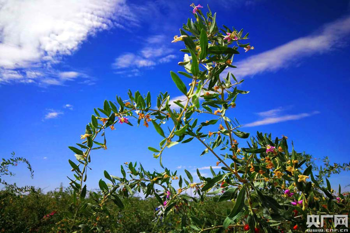 枸杞花开（央广网记者 张雷 摄）