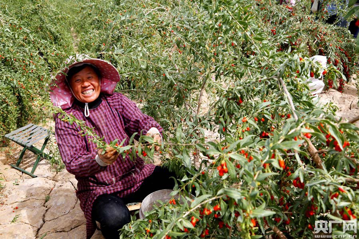 枸杞红了 村民笑了（央广网记者 张雷 摄）