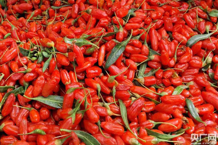 刚采摘的枸杞鲜艳欲滴（央广网记者 张雷 摄）