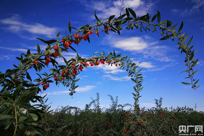 硕果满枝头（央广网记者 张雷 摄）