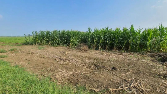 前孙楼村被推倒的玉米地