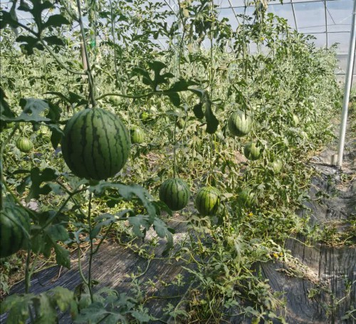 博览园大棚内正在生长的西瓜。王昊魁摄