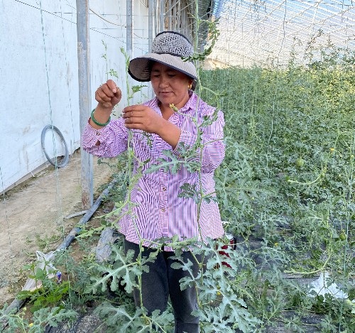 宗吉正在西瓜大棚内工作。方莉摄