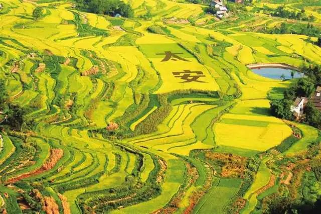 太安千层梯田 图：万州区委宣传部