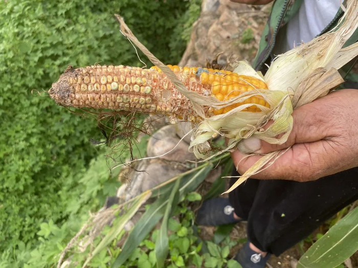 ▲郭振富展示被野猪啃食的玉米。新京报记者 张熙廷 摄