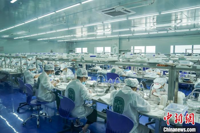 图为燕窝加工贸易基地 陈冠岩 摄