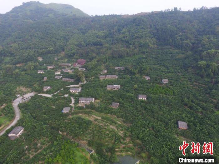凤东柚子基地全景。 平阳县委宣传部供图