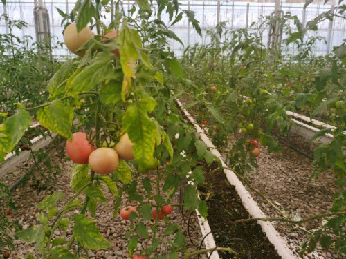 博览园内蔬菜种植一角。王昊魁摄