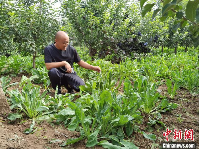 图为赵玉星正在果树下观察中草药长势。　李洋 摄