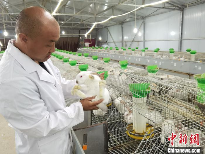 图为赵玉星正在观察獭兔长势。　李洋 摄