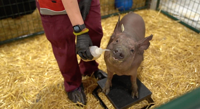 Gertrude在直播现场