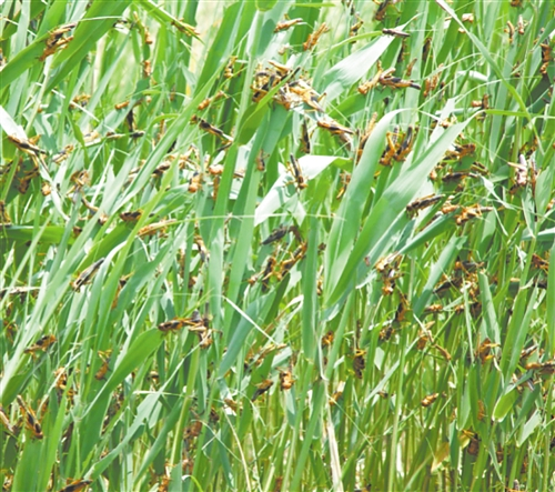 受群聚信息素“蛊惑”，飞蝗开始成群结队聚集，最终酿成毁灭性蝗灾。 （资料图片）