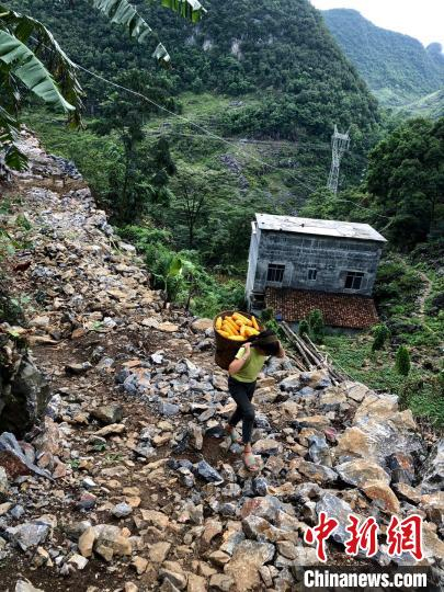 雅龙乡帮着家里收玉米的女孩。用头部承力搬运物品，也大化瑶族的习俗之一。　顾磊 摄