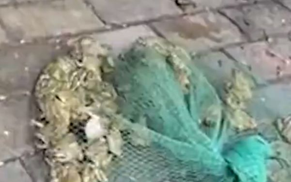  ▲图片来自视频截图。