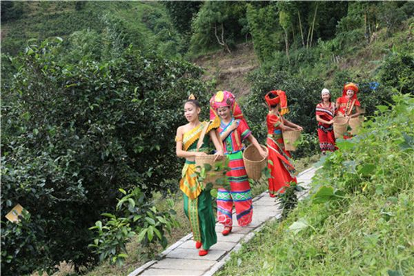 冰岛古茶园 图源：双江县人民政府网站