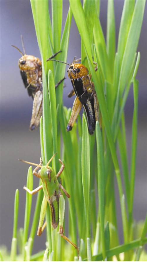 仅需四五只散居飞蝗聚集，便可产生和释放群聚信息素，继而形成巨大蝗虫群。（资料图片）