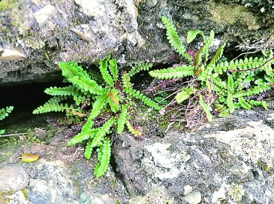 在青海北山林场新发现的玉龙蕨。张胜邦摄/光明图片