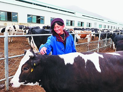 山南市隆子县聂雄标准化奶牛养殖基地。光明日报记者 郭红松摄