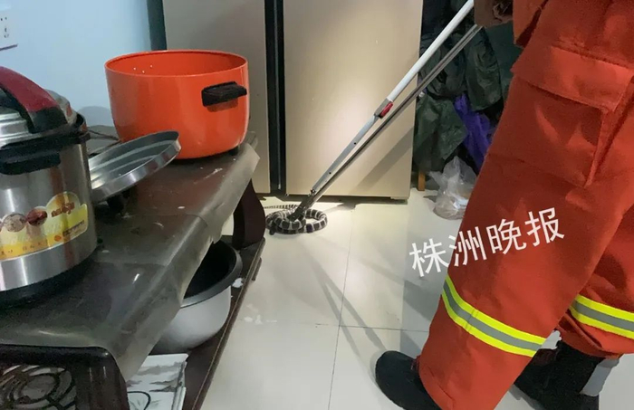 捕捉现场（攸县消防 供图）