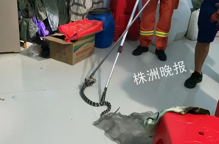 捕捉现场（攸县消防 供图）