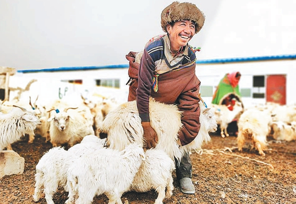 在阿里地区日土县白绒山羊养殖基地内，牧民正在工作。 经济日报-中国经济网记者 代 玲摄