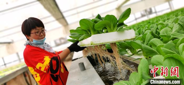 王焕焕展示着水培叶菜。　魏建军 摄