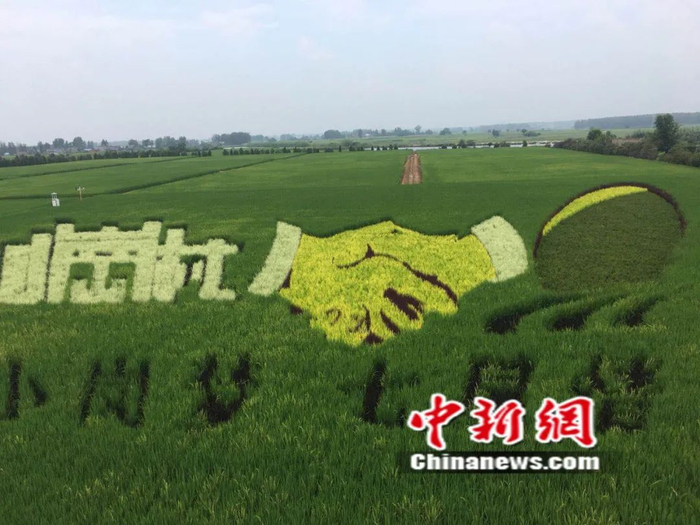 　　小岗村的创意农业，成为当地的网红打卡地。吴兰/摄