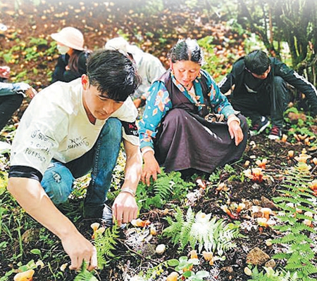 在日喀则市吉隆县热玛生物科技有限公司，工作人员正在除草。经济日报-中国经济网记者 代 玲摄