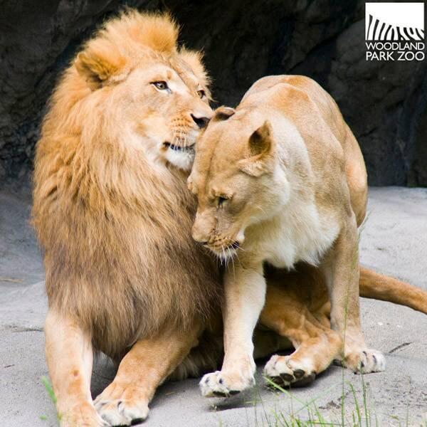 洛杉矶动物园高龄非洲狮夫妇，无儿女相濡以沫6年，将共赴安乐死