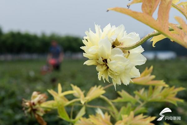 43秒｜“海黄牡丹”伏天花开帅出了新姿态 菏泽花商嗅到了新商机