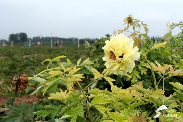 43秒｜“海黄牡丹”伏天花开帅出了新姿态 菏泽花商嗅到了新商机