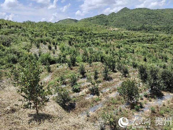 油茶树惹绿荒山坡 油茶果逗笑愁眉脸