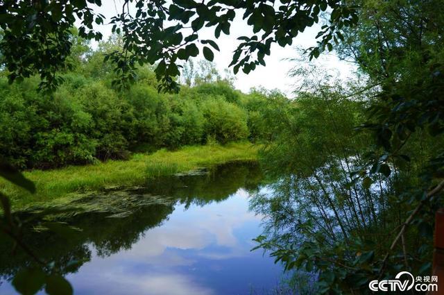【幸福花开新边疆】额尔古纳国家湿地公园：河作青罗带 苍翠林幽深