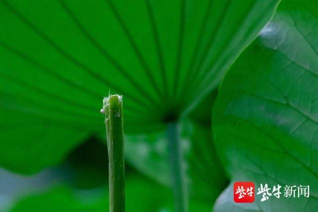 南京首例！“游客擅自采摘玄武湖并蒂莲”行为被纳入南京市旅游不文明行为记录