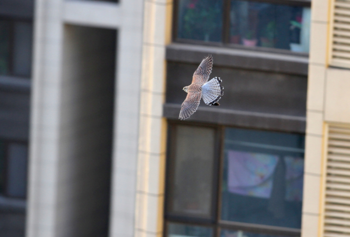 雄红隼外出进行捕食
