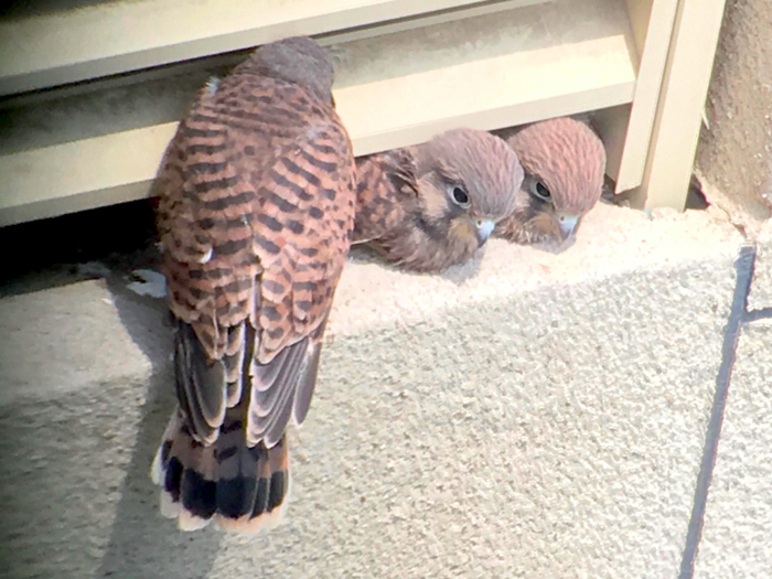 小红隼在雌鸟的陪护下探出头探索外面的世界