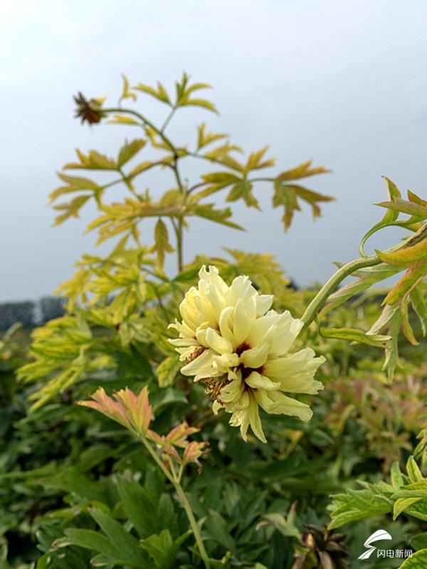 43秒｜“海黄牡丹”伏天花开帅出了新姿态 菏泽花商嗅到了新商机