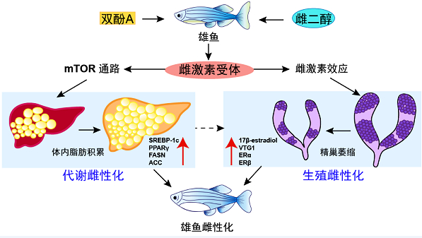 图说：环境污染物诱导雄鱼雌性化 采访对象供图