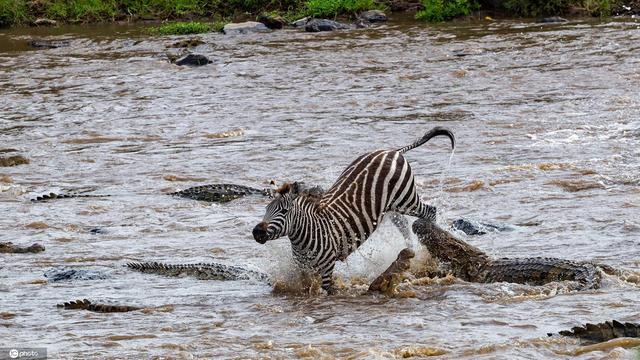 肯尼亚斑马逃脱鳄鱼围攻 反咬一口成功逆袭
