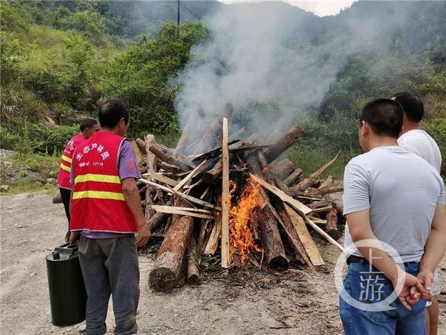 川渝联合查处一起非法运输松木案：近6吨松原木现场焚烧销毁