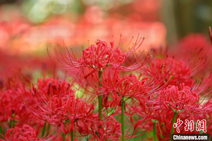 红色石蒜。　秦亚龙 摄